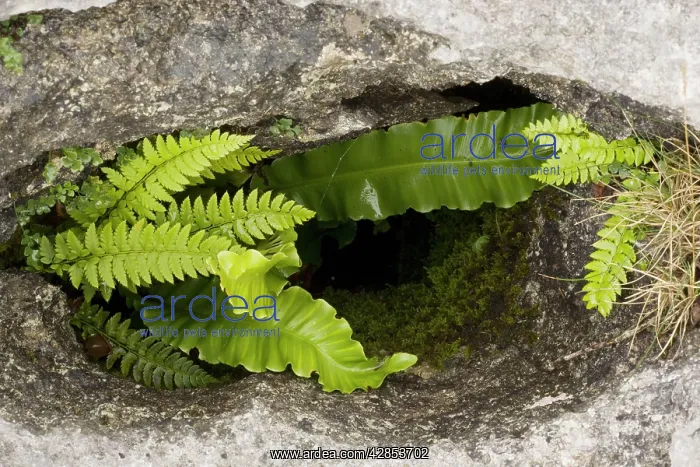 : Ferns growing in a gryke - in limestone pavement : Ferns growing in a gryke - in limestone pavement