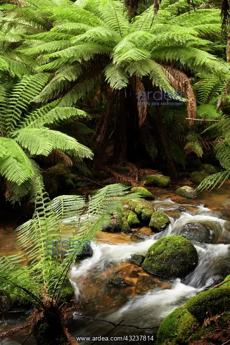 : Ferns, Mossy Rocks, and Stream, St Columba : Ferns, Mossy Rocks, and Stream, St Columba
