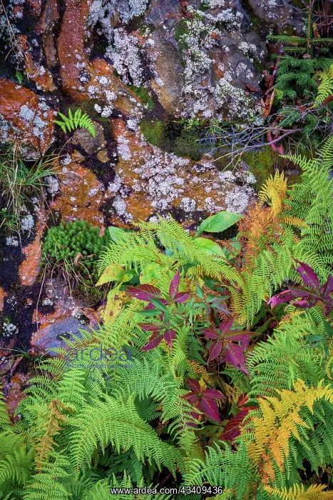 : Ferns by rockface, Blue Ridge Parkway, Smoky Mountains, USA : Ferns by rockface, Blue Ridge Parkway, Smoky Mountains, USA