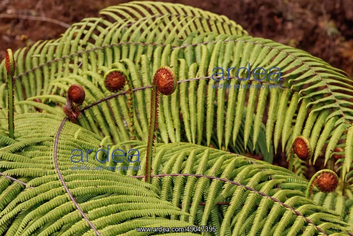 : Ferns in the Singalila national park : Ferns in the Singalila national park