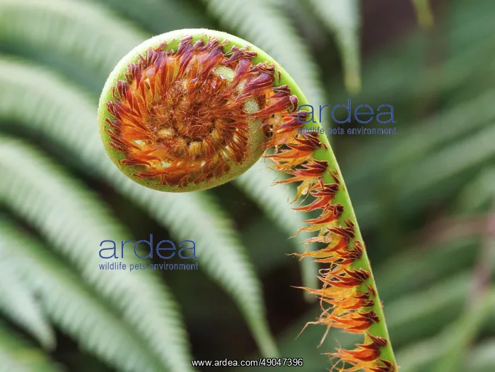 : Ferns in the Singalila national park : Ferns in the Singalila national park