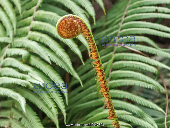 : Ferns in the Singalila national park : Ferns in the Singalila national park