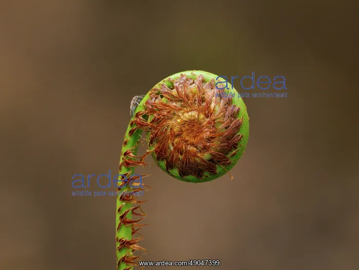 : Ferns in the Singalila national park : Ferns in the Singalila national park