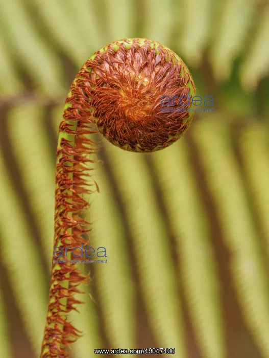 : Ferns in the Singalila national park : Ferns in the Singalila national park