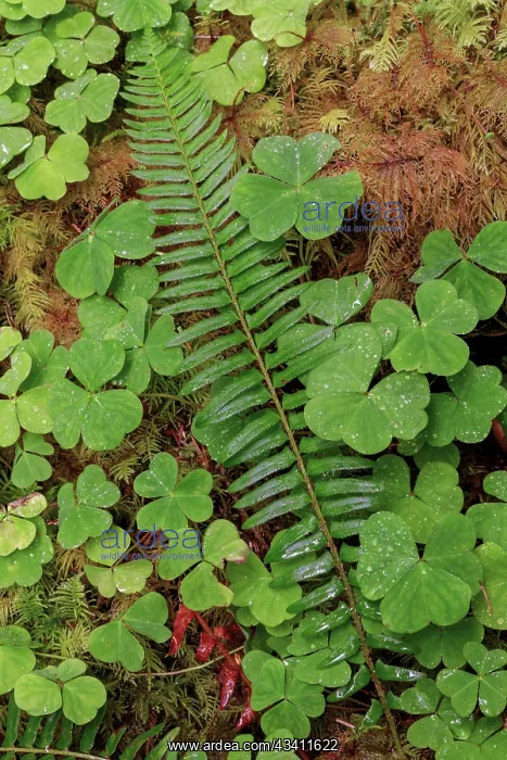 : Ferns and sorrel on forest floor, Hoh Rainforest : Ferns and sorrel on forest floor, Hoh Rainforest