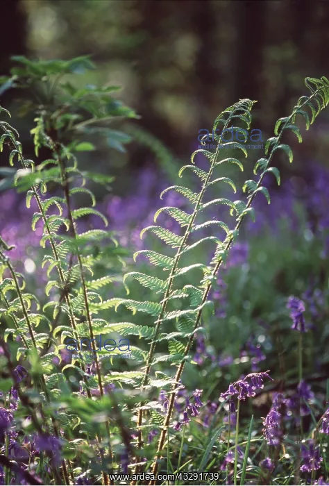 : FERNS - In Spring, merged with Bluebells : FERNS - In Spring, merged with Bluebells
