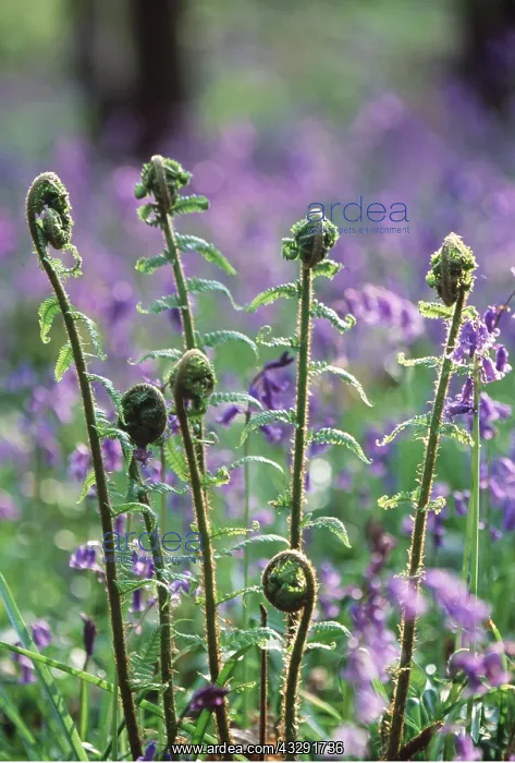 : FERNS - Unfurling in Spring, merged with Bluebells : FERNS - Unfurling in Spring, merged with Bluebells