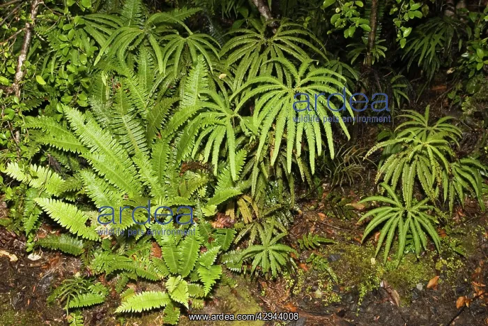 : Ferns - variety of ferns on forest floor Lake Matheson : Ferns - variety of ferns on forest floor Lake Matheson