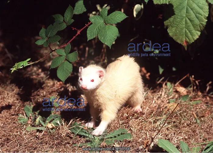 : FERRET - Albino : FERRET - Albino
