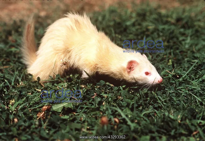: FERRET - Albino, close to the ground : FERRET - Albino, close to the ground