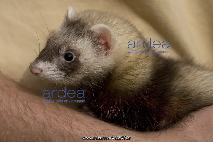 : Ferret brought in arms in Ferrets island Crepol : Ferret brought in arms in Ferrets island Crepol