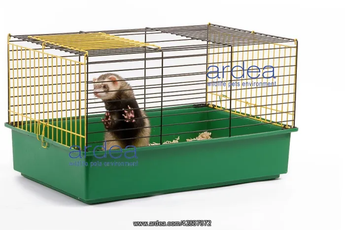 : Ferret - in cage - in studio : Ferret - in cage - in studio