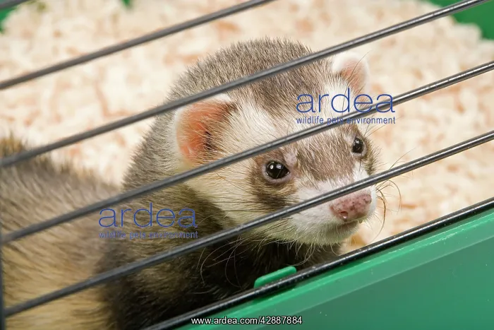 : Ferret - in cage - in studio : Ferret - in cage - in studio