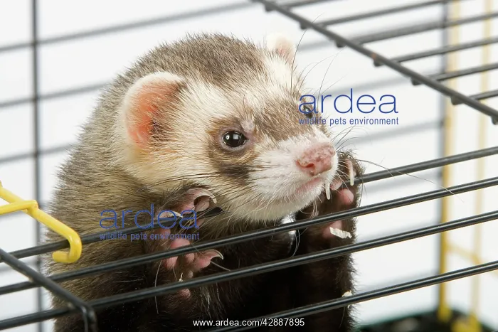 : Ferret - in cage - in studio : Ferret - in cage - in studio