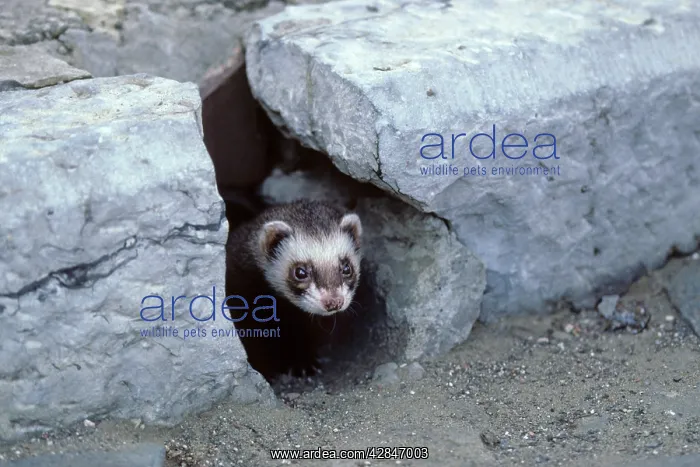 : Ferret - emerging from gutter hole in the street : Ferret - emerging from gutter hole in the street