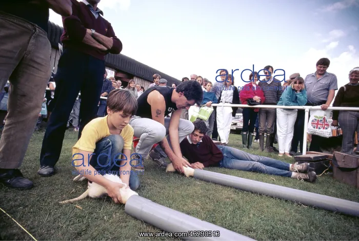 : FERRET- Ferret racing : FERRET- Ferret racing