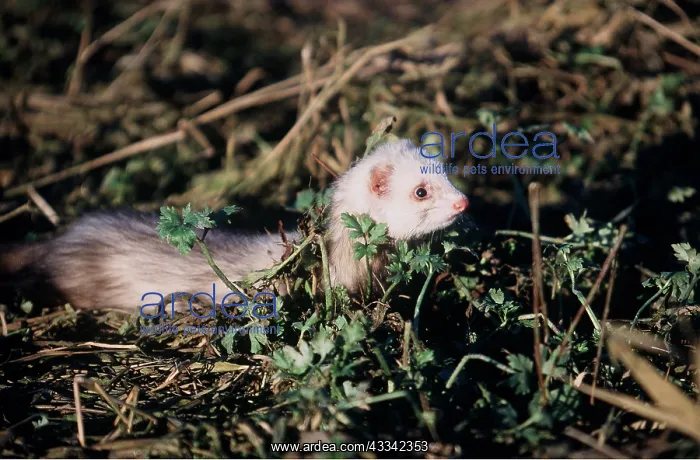 : FERRET - looking alert, in undergrowth : FERRET - looking alert, in undergrowth