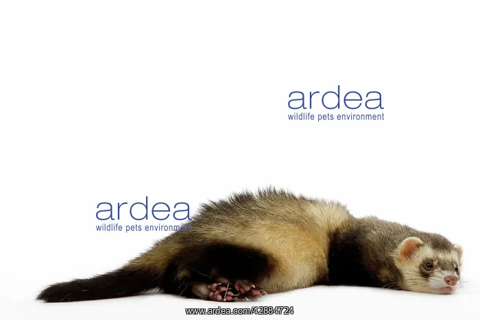  : Ferret - lying down in studio