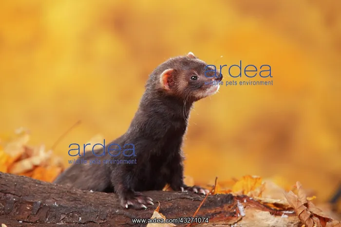 : Ferret (Mustela putorius forma domestica) in autumn : Ferret (Mustela putorius forma domestica) in autumn