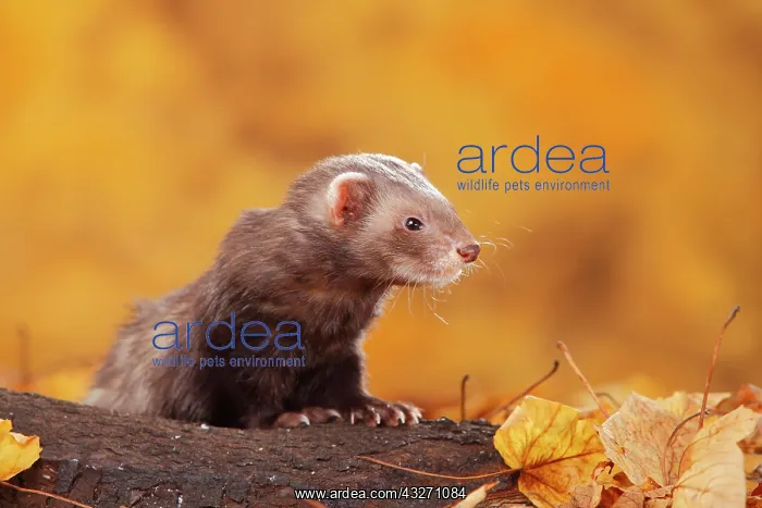 : Ferret (Mustela putorius forma domestica) in autumn : Ferret (Mustela putorius forma domestica) in autumn