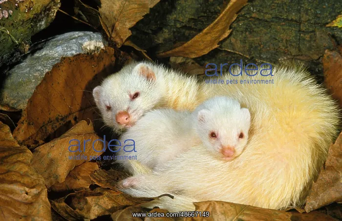 : FERRET (mustela putorius furo), FEMALE WITH YOUNG SLEEPING : FERRET (mustela putorius furo), FEMALE WITH YOUNG SLEEPING