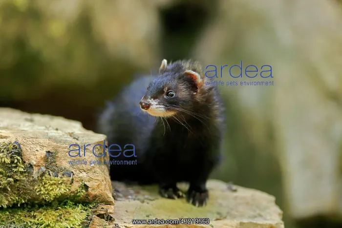: Ferret (Mustela putorius furo), adult, captive : Ferret (Mustela putorius furo), adult, captive