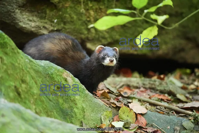 : Ferret (Mustela putorius furo), standing, Bavaria : Ferret (Mustela putorius furo), standing, Bavaria