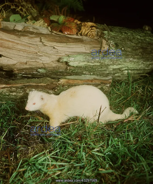 : FERRET - near tree bark : FERRET - near tree bark
