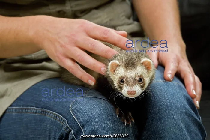  : Ferret - with owner