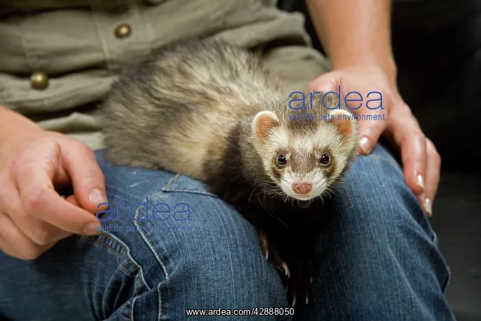  : Ferret - with owner