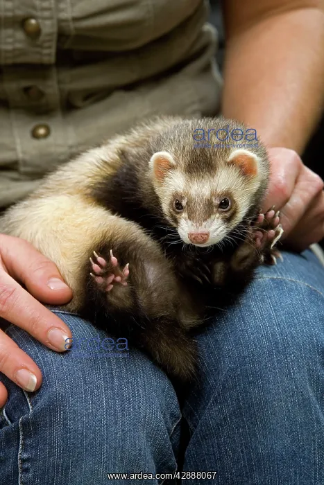  : Ferret - with owner