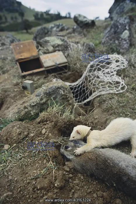: Ferret with Rabbit, Australia : Ferret with Rabbit, Australia
