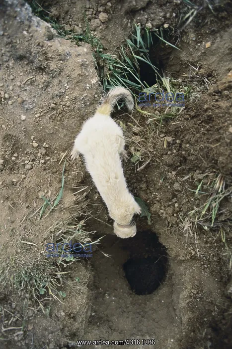 : Ferret at Rabbit Hole, Australia : Ferret at Rabbit Hole, Australia