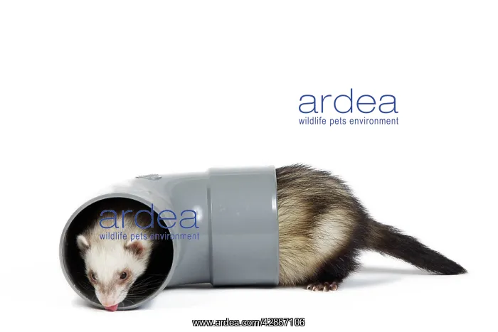  : Ferret - sable colour playing in pipe