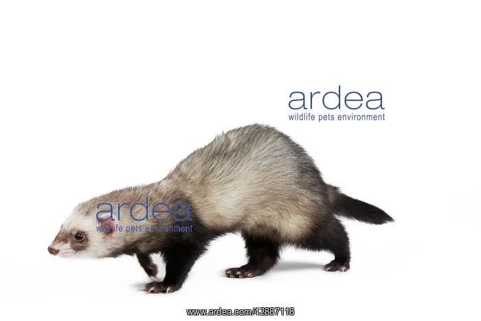 : Ferret - sable colouration - in studio : Ferret - sable colouration - in studio