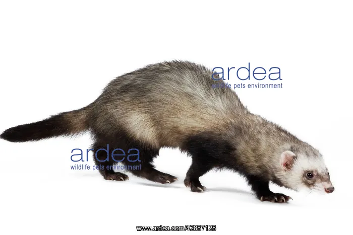 : Ferret - sable colouration - in studio : Ferret - sable colouration - in studio