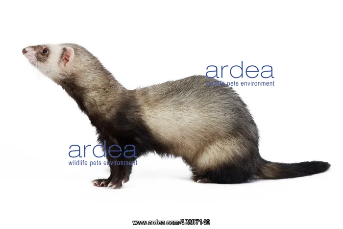 : Ferret - sable colouration - in studio : Ferret - sable colouration - in studio