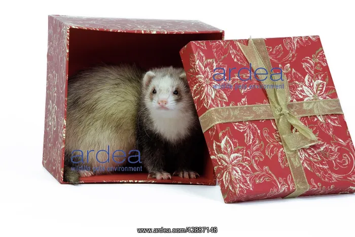 : Ferret - sable colouration - in studio hiding in : Ferret - sable colouration - in studio hiding in