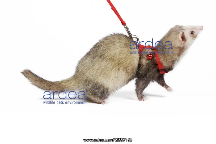 : Ferret - sable colouration - in studio wearing : Ferret - sable colouration - in studio wearing