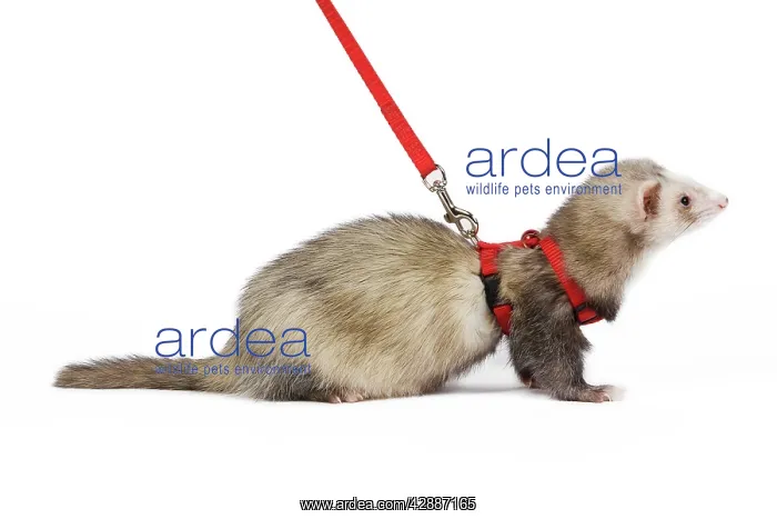 : Ferret - sable colouration - in studio wearing : Ferret - sable colouration - in studio wearing