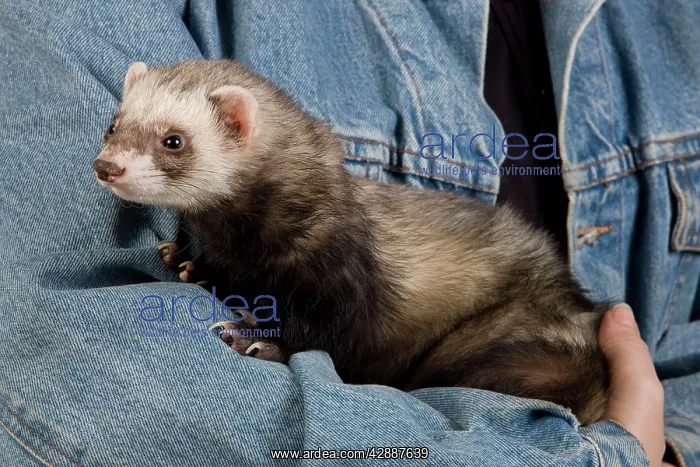  : Ferret - sable colouring - being held by owner