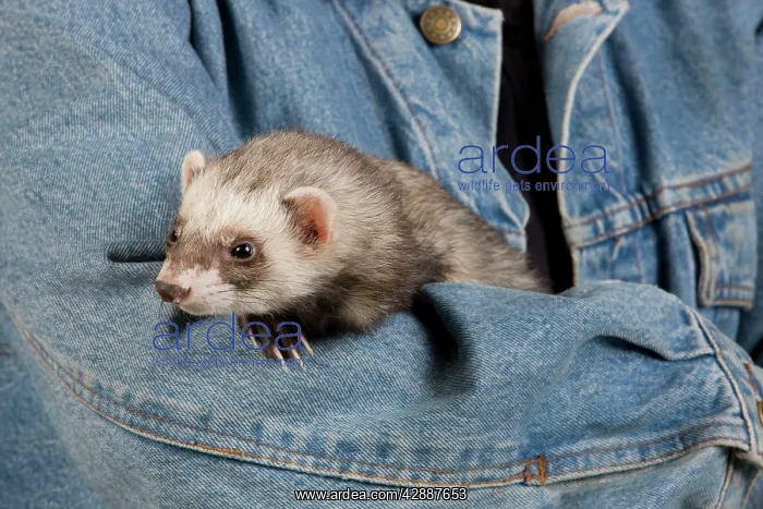  : Ferret - sable colouring - being held by owner