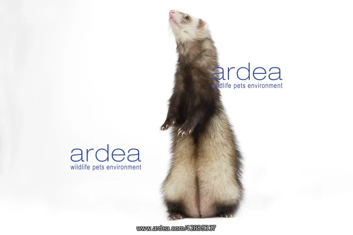 : Ferret - sable colouring on hind legs in studio : Ferret - sable colouring on hind legs in studio