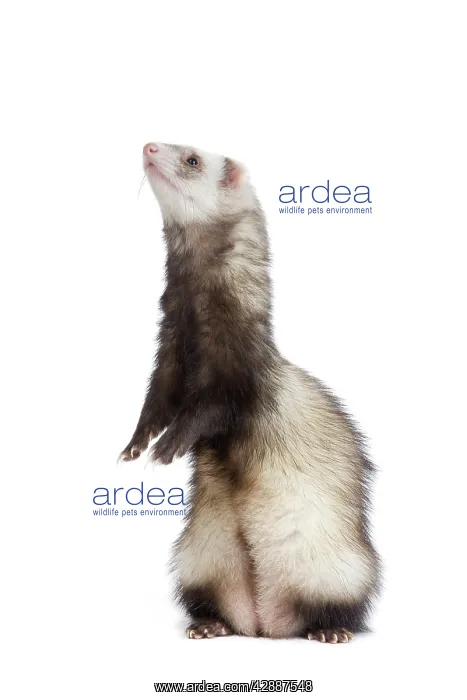 : Ferret - sable colouring on hind legs in studio : Ferret - sable colouring on hind legs in studio