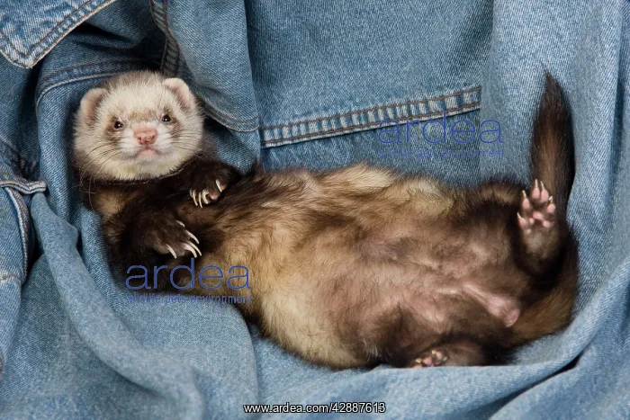 : Ferret - sable colouring - lying on back : Ferret - sable colouring - lying on back
