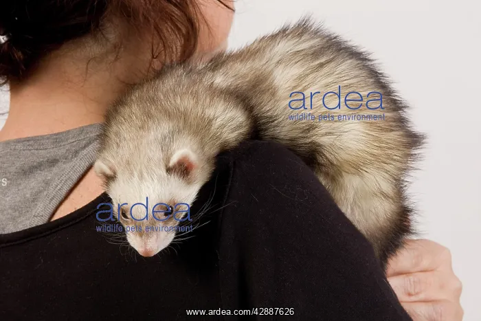 : Ferret - sable colouring - on owner's shoulder : Ferret - sable colouring - on owner's shoulder