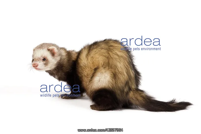  : Ferret - sable colouring in studio