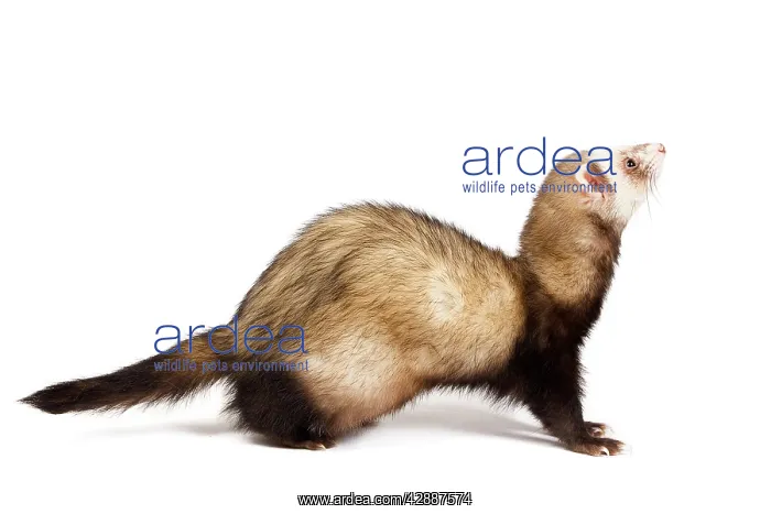 : Ferret - sable colouring in studio