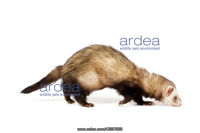  : Ferret - sable colouring in studio