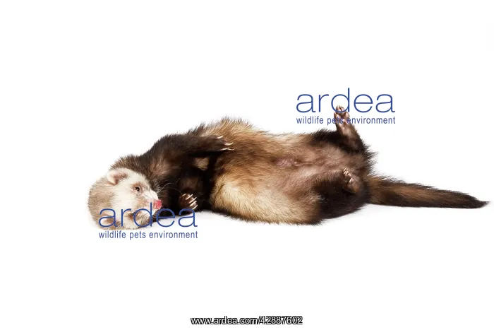 : Ferret - sable colouring in studio lying on back : Ferret - sable colouring in studio lying on back